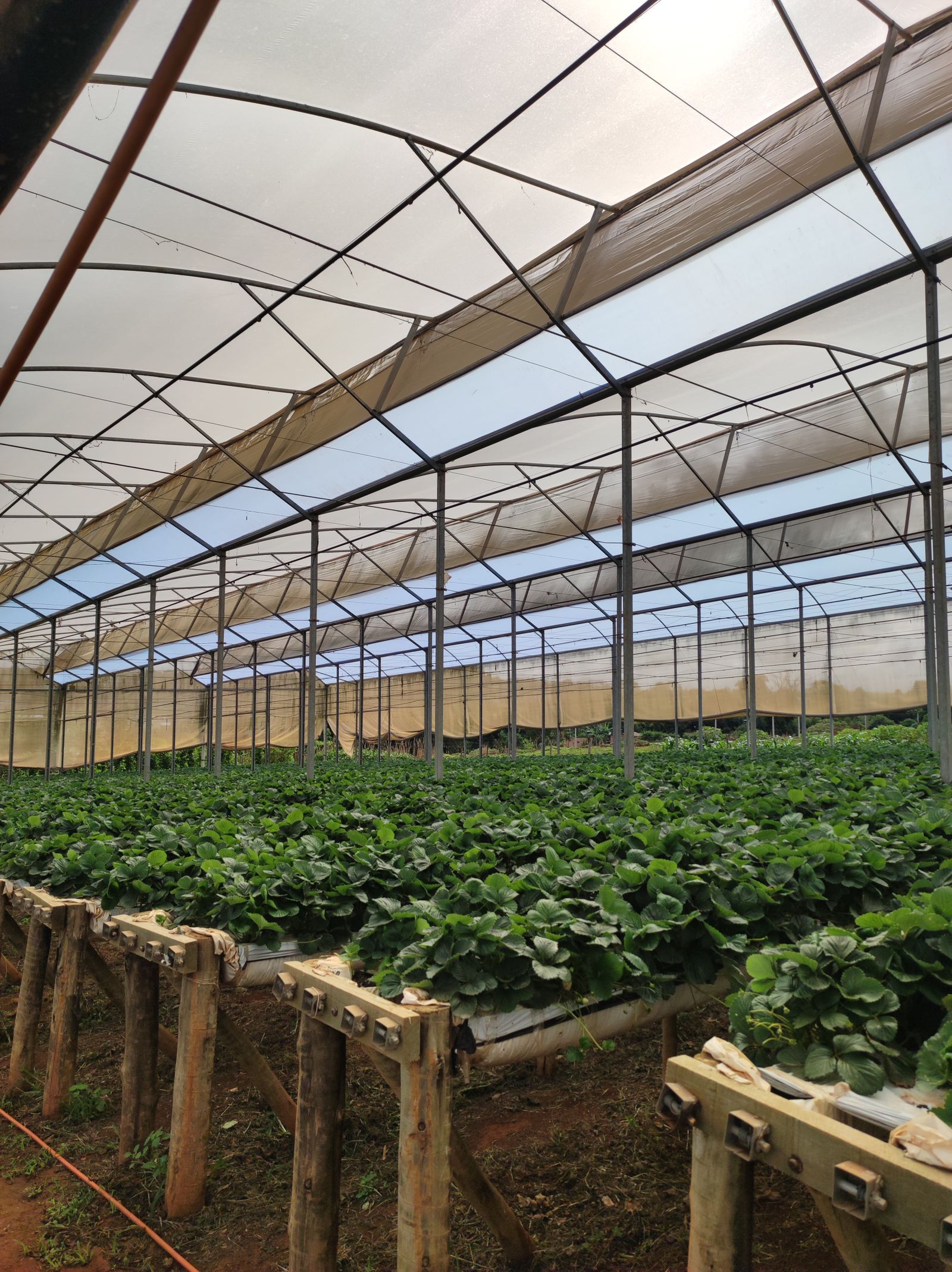 Licensed photograph of leafy crops growing in a commercial greenhouse.